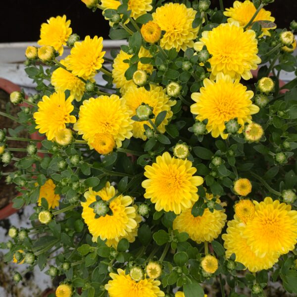 Chrysanthemum multiflora (Kugle krysantemum Efterårs krysantemum)