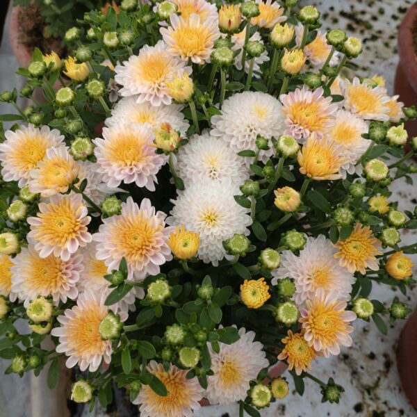 Chrysanthemum multiflora (Kugle krysantemum Efterårs krysantemum)