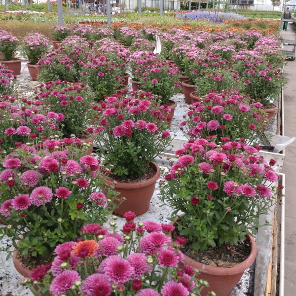 Chrysanthemum multiflora (Kugle krysantemum Efterårs krysantemum)