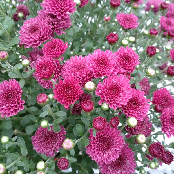 Chrysanthemum multiflora (Kugle krysantemum Efterårs krysantemum)