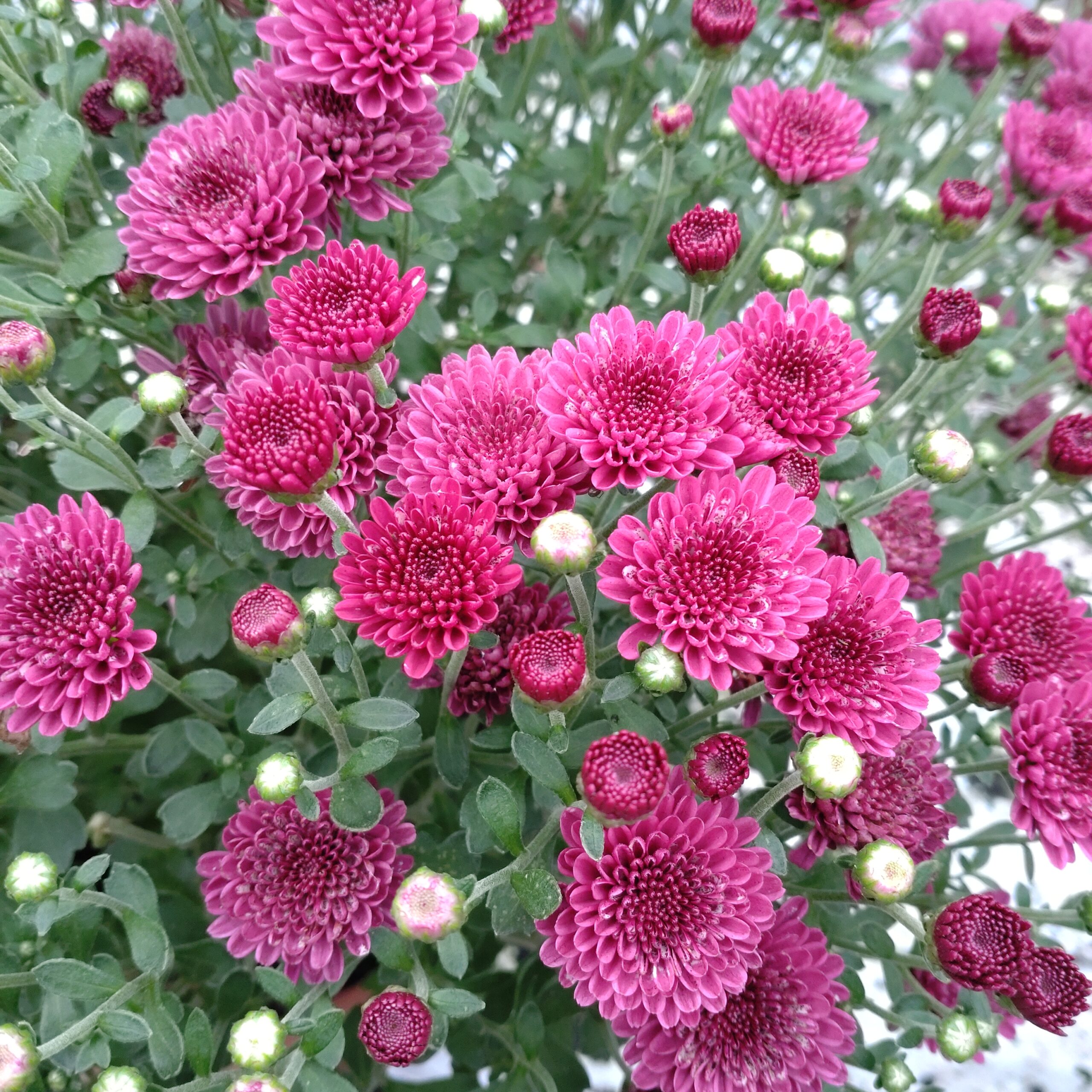 Chrysanthemum multiflora (Kugle krysantemum Efterårs krysantemum)