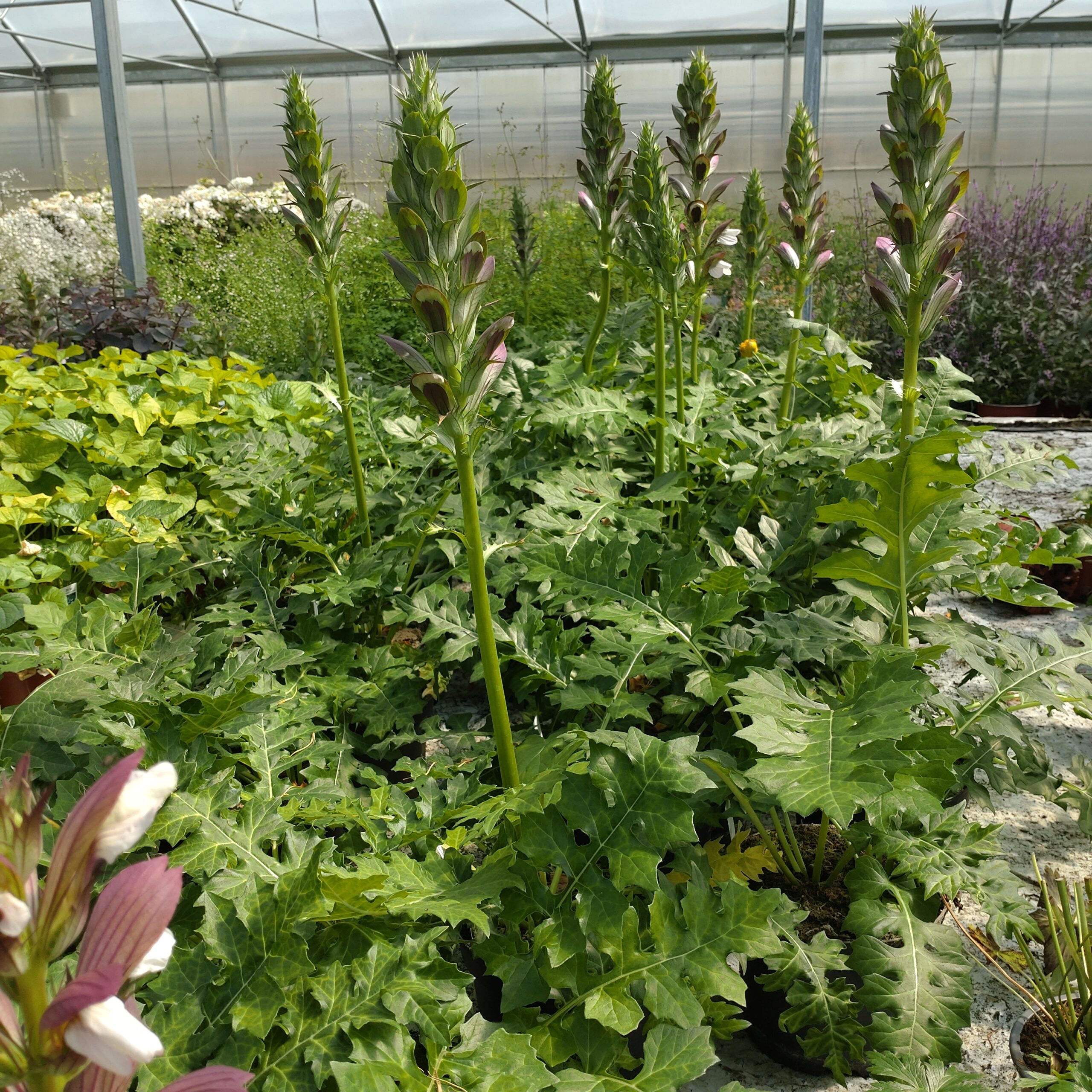 Acanthus mollis 'Morning's Candle' (Bjørnetidsel)