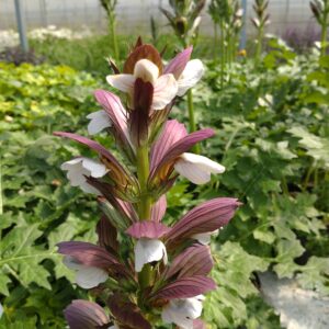 Acanthus mollis 'Morning's Candle' (Bjørnetidsel)