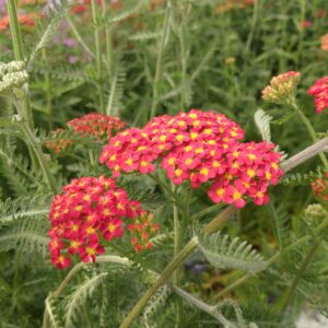 Achillea millefolium 'Summerwine' (Røllike)