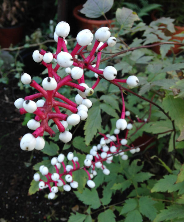 Actaea pachypoda 'Misty Blue' (Druemunk)