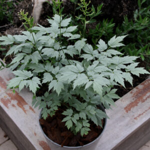 Actaea pachypoda 'Misty Blue' (Druemunk)