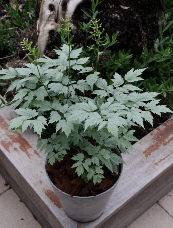 Actaea pachypoda 'Misty Blue' (Druemunk)