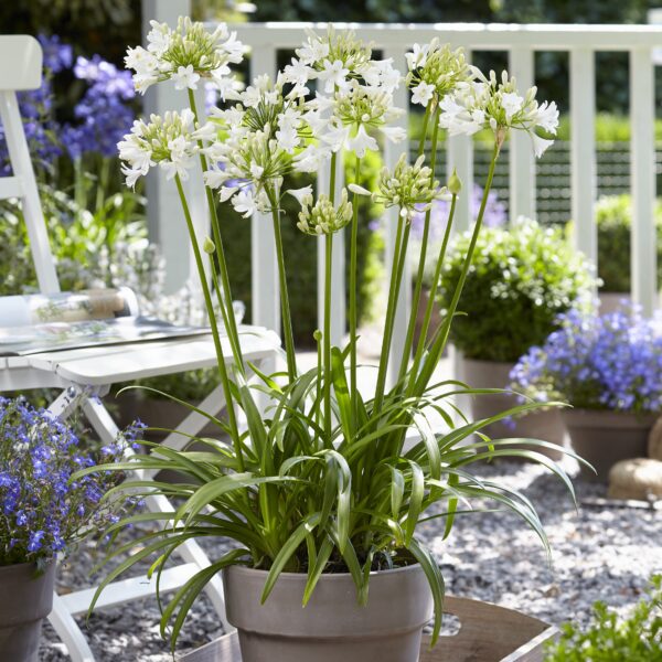 Agapanthus africanus 'Ever White' (Skærmlilje)