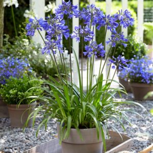 Agapanthus africanus 'Ever Sapphire' (Skærmlilje)