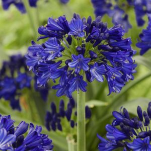 Agapanthus africanus 'Midnight Sky' (Skærmlije)