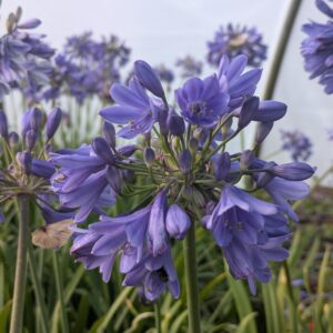 Agapanthus africanus ‘Ever Sapphire’ (Skærmlilje)