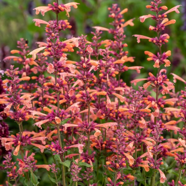 Agastache hybrida 'Mango Tango' (Anisisop Indianermynte)