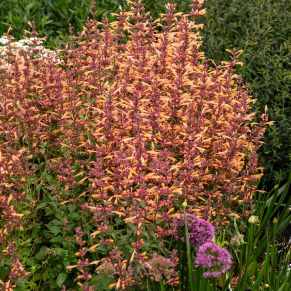 Agastache hybrida 'Mango Tango' (Anisisop Indianermynte)