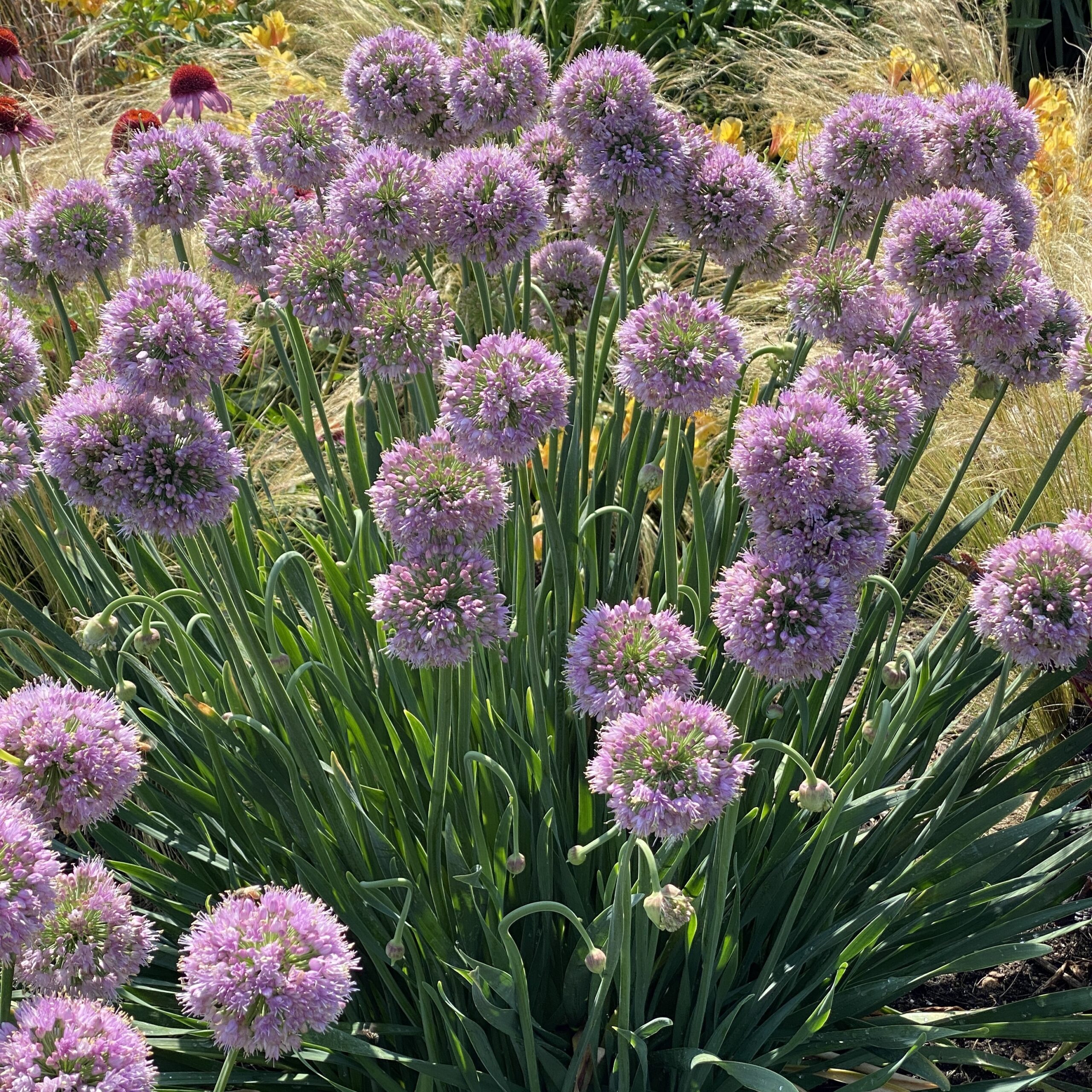 Allium Nutans X Senescens Bubble Bath Prydl G Lundagers Gartneri