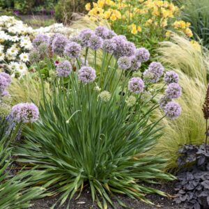 Allium nutans x senescens 'Bubble Bath' (Prydløg)