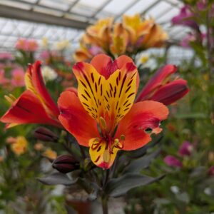 Alstroemeria x hybrida 'Indian Summer' (Hårdfør Inkalilje)