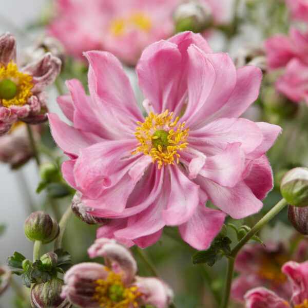 Anemone hupehensis 'Fantasy Belle' (Høstanemone)