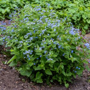 Brunnera macrophylla (Kærmindesøster)