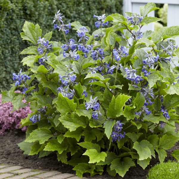 Clematis heracleifolia 'New Love' (Staudeklematis)