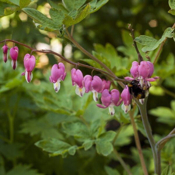 Dicentra spectabilis (Løjtnantshjerte)