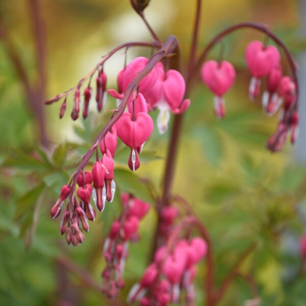 Dicentra spectabilis (Løjtnantshjerte)