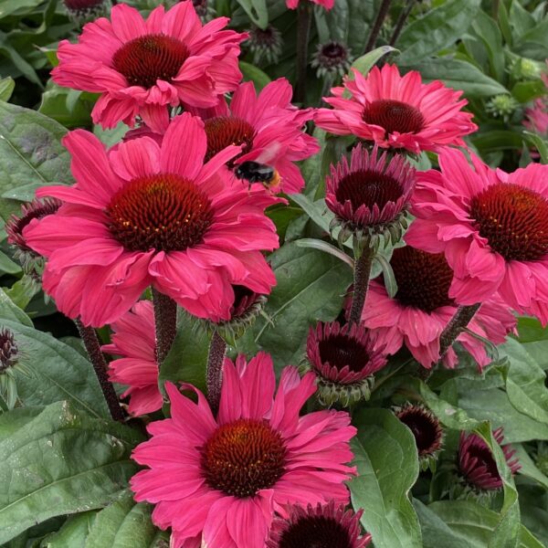 Echinacea purpurea 'Sunseekers Carmine' (Purpursolhat)