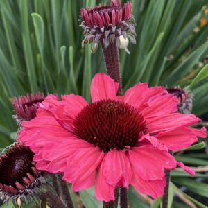 Echinacea purpurea 'Sunseekers Carmine' (Purpursolhat)