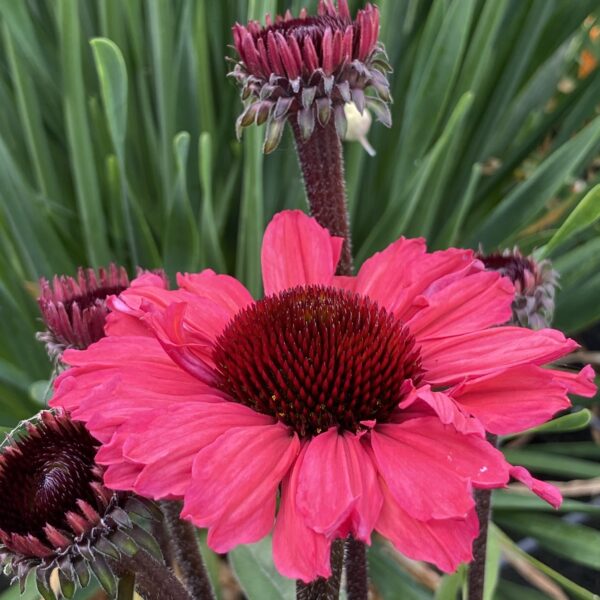 Echinacea purpurea 'Sunseekers Carmine' (Purpursolhat)