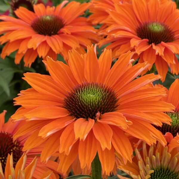 Echinacea purpurea 'Sunseekers Mineola' (Purpursolhat)