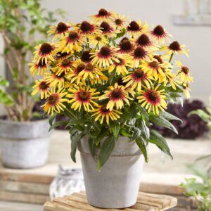 Echinacea purpurea 'Sunseekers Tequila Sunrise' (Purpursolhat)