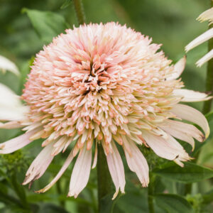 Echinacea purpurea 'Cherry Fluff' (Purpursolhat)