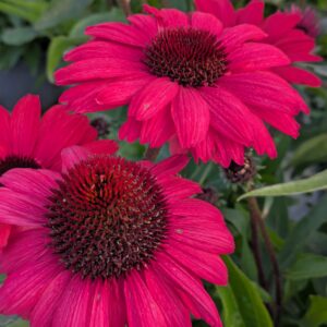 Echinacea purpurea 'Sunseekers Carmine' (Purpursolhat)