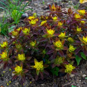 Euphorbia polychroma 'Bonfire' (Vortemælk)