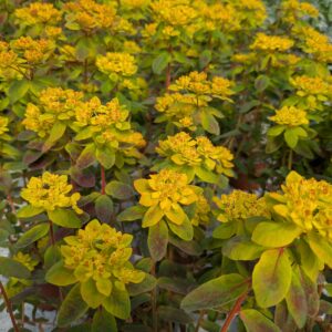 Euphorbia polychroma 'Bonfire' (Vortemælk)