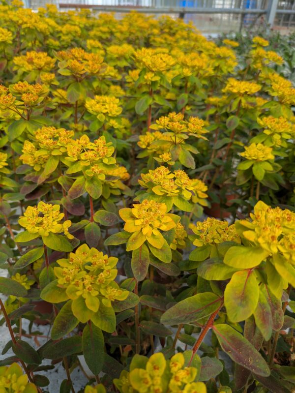 Euphorbia polychroma 'Bonfire' (Vortemælk)