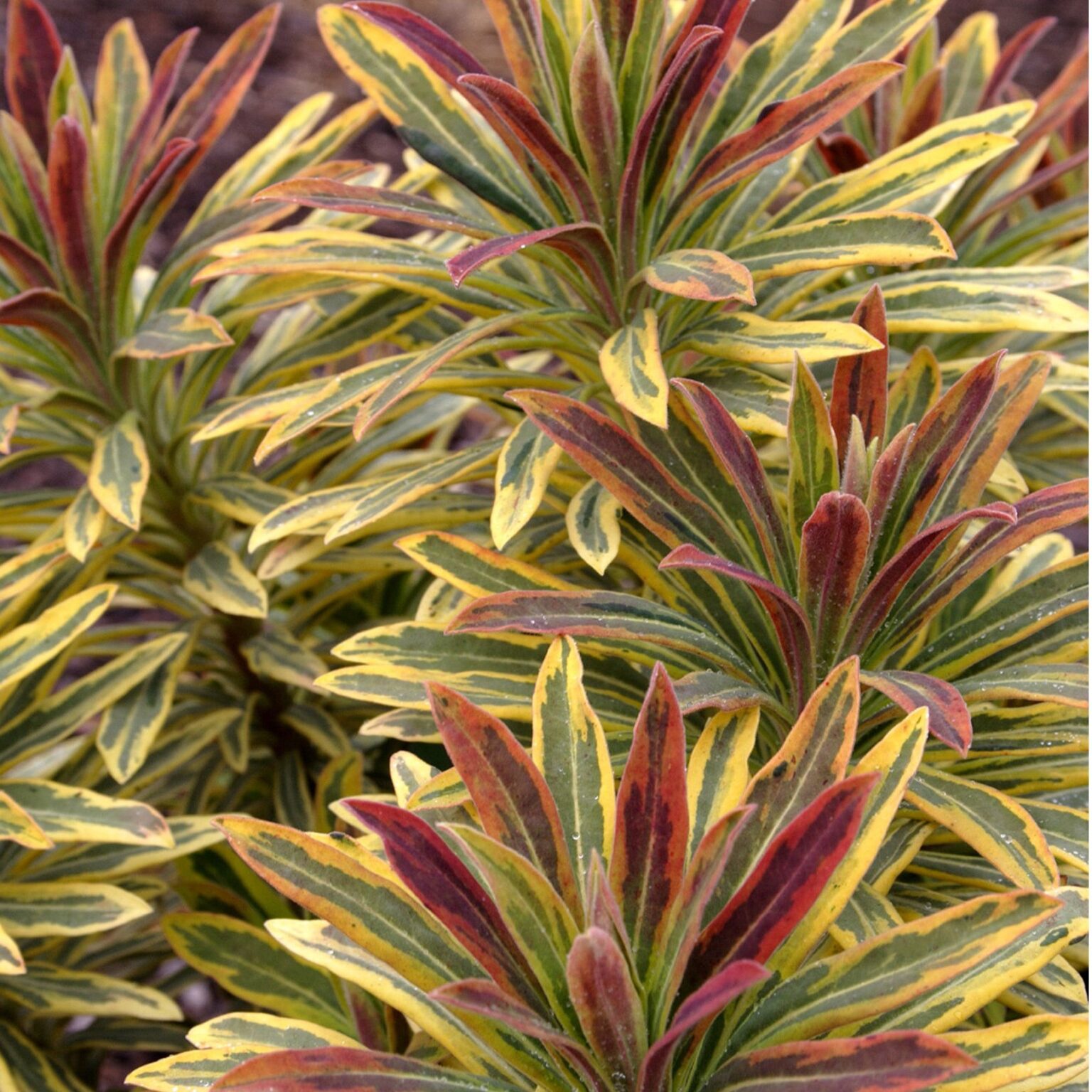 Euphorbia x martinii 'Ascot Rainbow' (Vortemælk) - Lundagers Gartneri