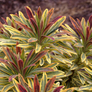 Euphorbia x martinii 'Ascot Rainbow' (Vortemælk)