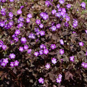 Geranium maculatum 'Stormy Night' (Storkenæb)