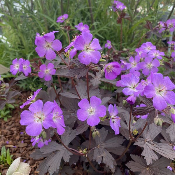 Geranium maculatum 'Stormy Night' (Storkenæb)