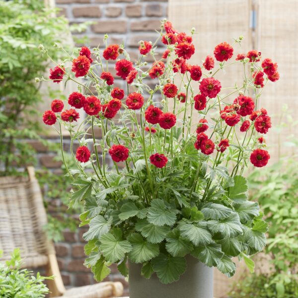 Geum chiloense 'Firestarter' (Nellikerod)