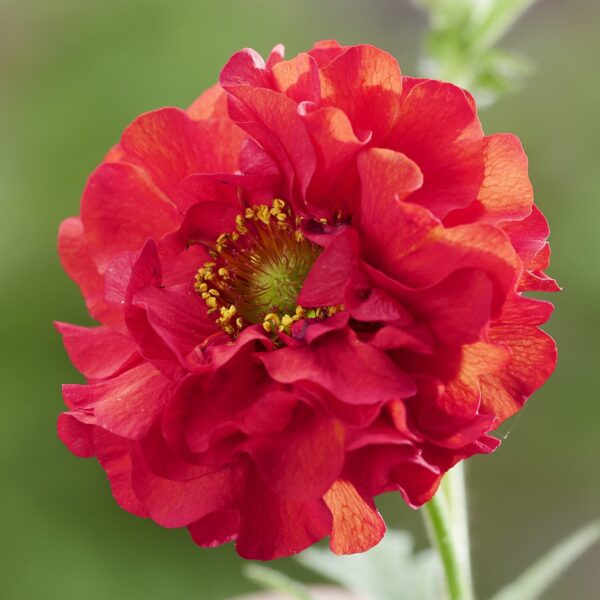 Geum chiloense 'Firestarter' (Nellikerod)