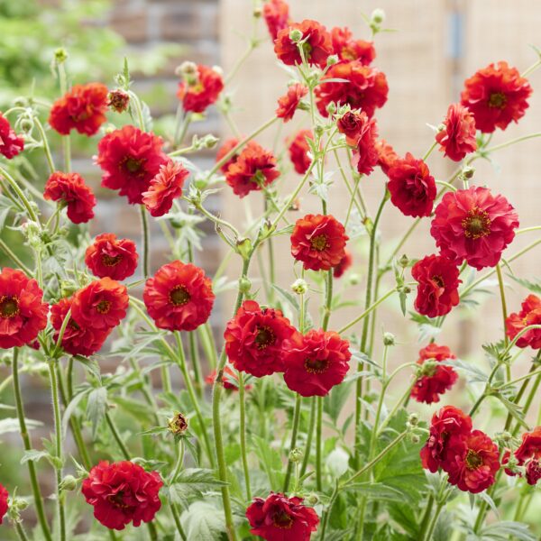 Geum chiloense 'Firestarter' (Nellikerod)