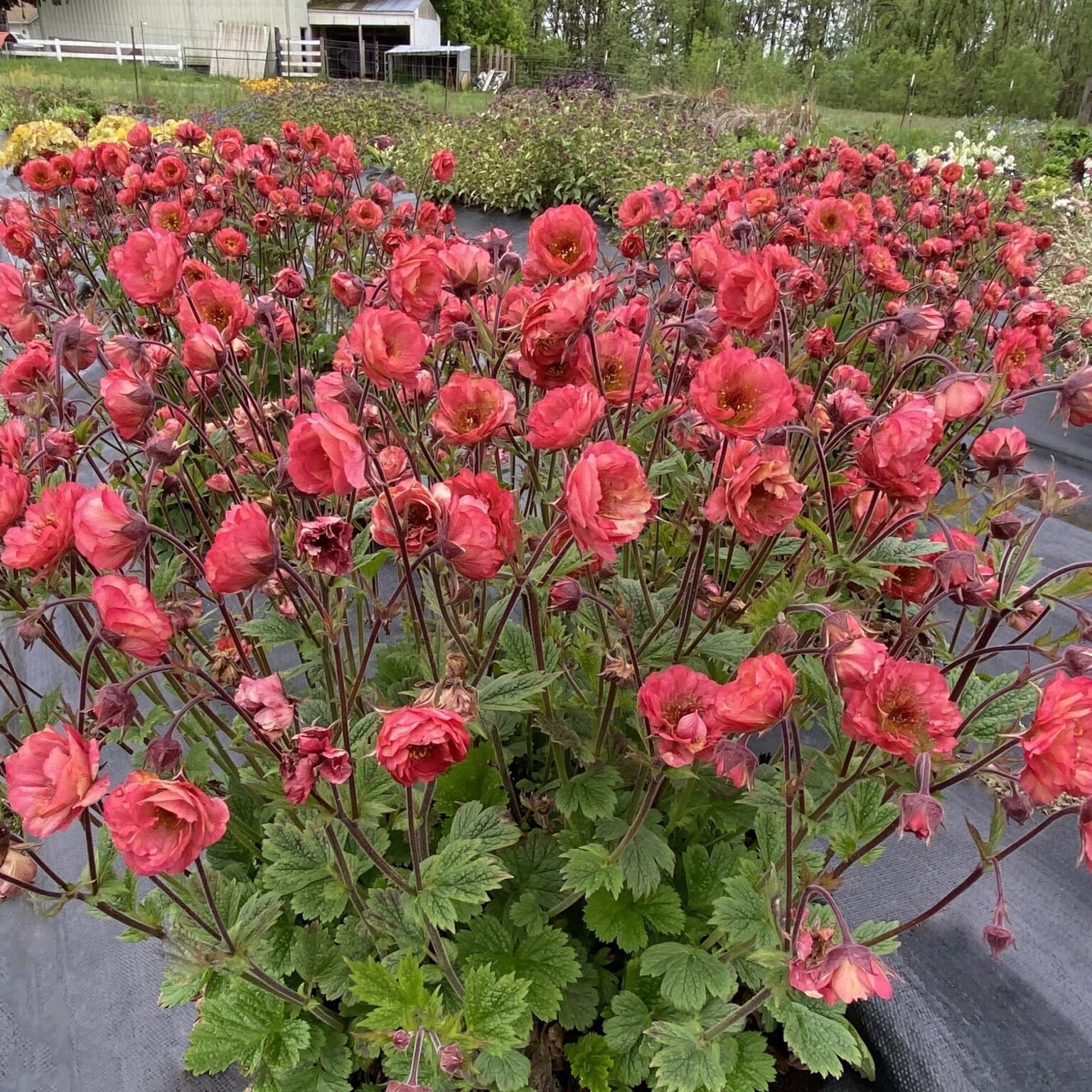 Geum chiloense 'Tempo Coral' (Nellikerod) Lundagers Gartneri