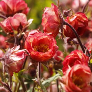 Geum chiloense 'Tempo Coral' (Nellikerod)