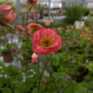Geum chiloense 'Tempo Coral' (Nellikerod)
