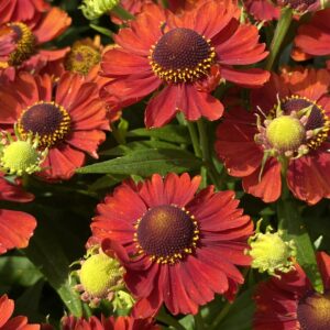 Helenium autumnale 'Strawberry Sundae' (Solbrud)