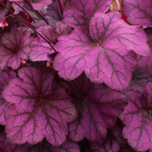 Heuchera x hybrida 'Wild Rose' (Alunrod)