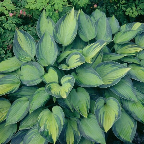 Hosta tardiana 'June' (Funkia)