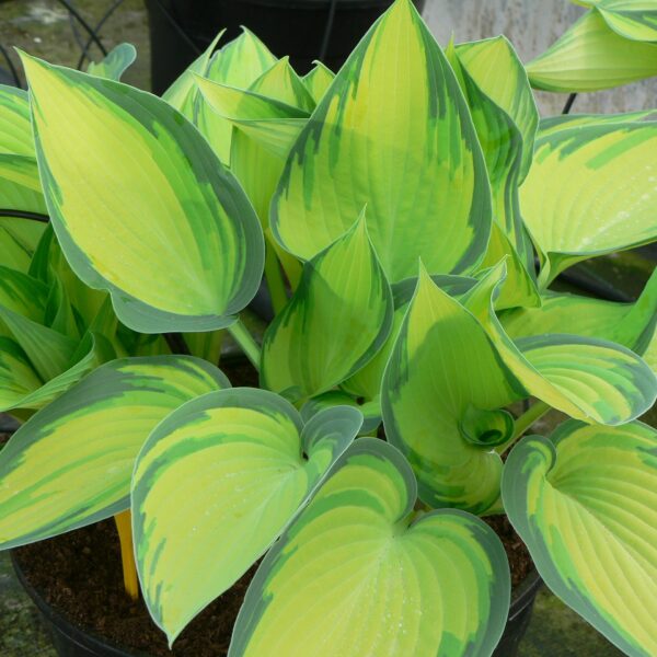 Hosta tardiana 'June' (Funkia)