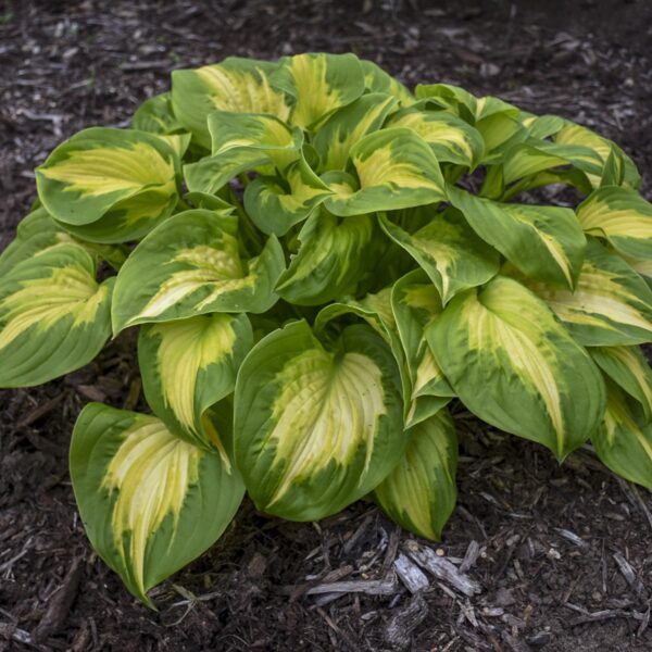 Hosta hybrida 'Etched Glas' (Funkia)